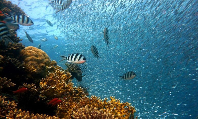 fish, underwater, corals, sea, ocean, coral reef, school of fish, nature, school, diving, water, underwater world, reef, water creatures