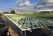 Hydroponics farm in Antigua and Barbuda. Climate adaptation and mitigation project selected for funding in the third cycle.