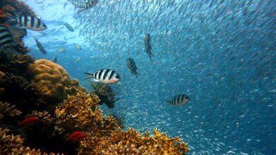 fish, underwater, corals, sea, ocean, coral reef, school of fish, nature, school, diving, water, underwater world, reef, water creatures