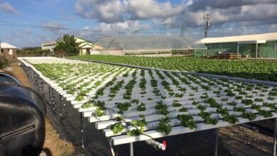 Hydroponics farm in Antigua and Barbuda. Climate adaptation and mitigation project selected for funding in the third cycle.